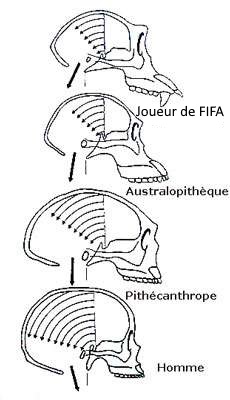 cerveau fifa